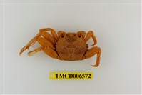藏品(鱗形斜紋蟹)的圖片